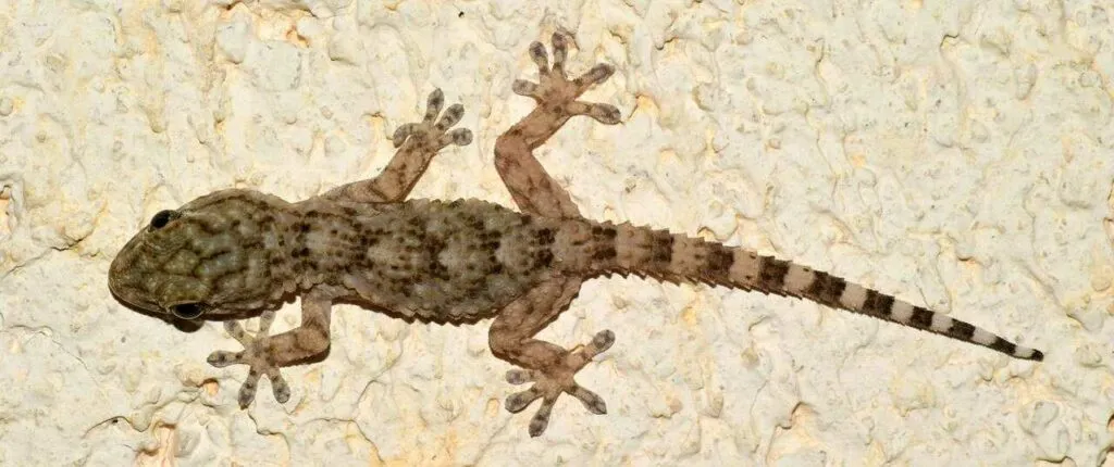 Gecko