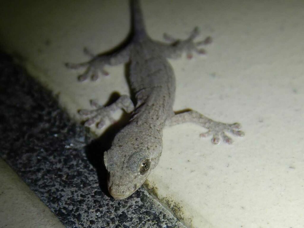 Gecko