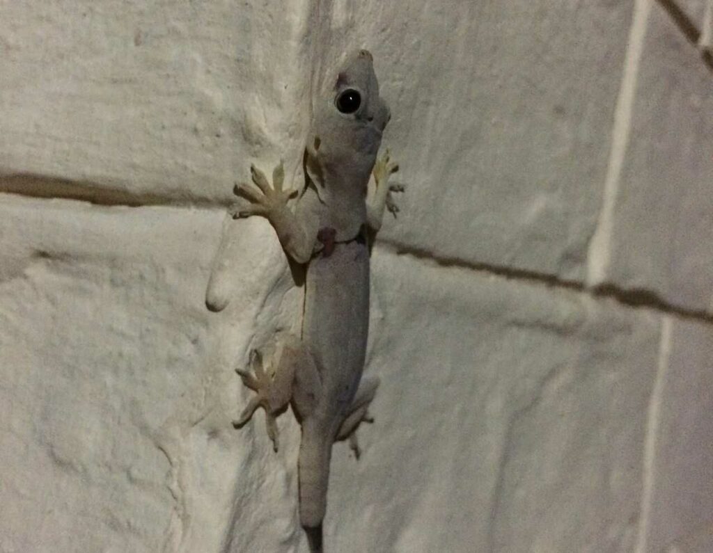 Gecko