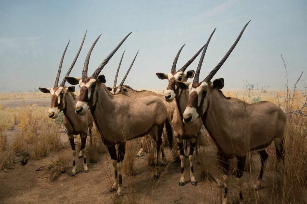 Gemsbok