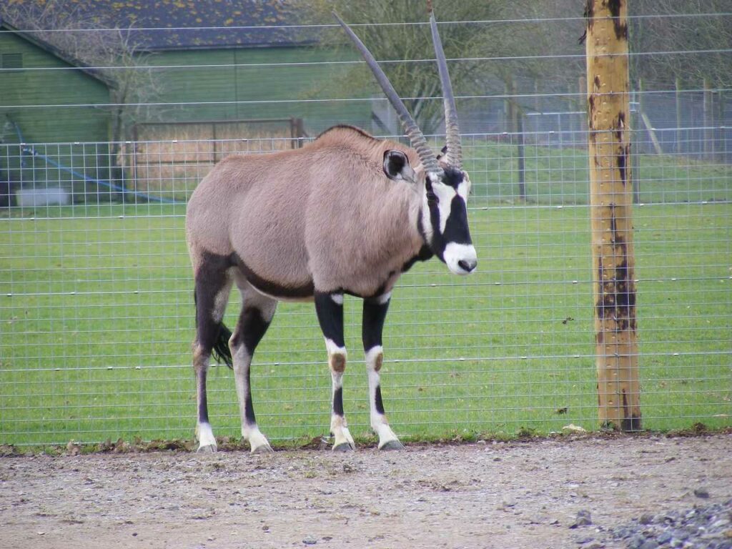 Gemsbok