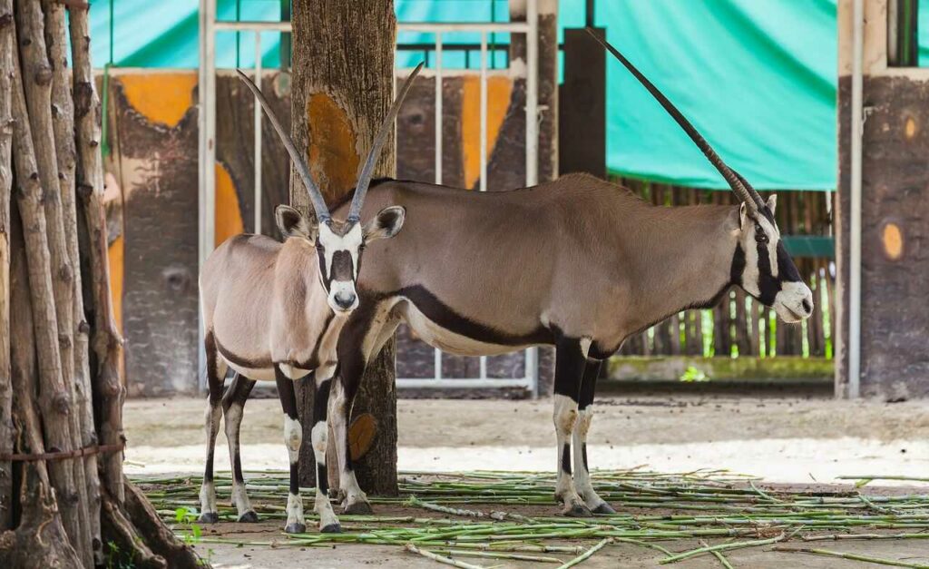 Gemsbok