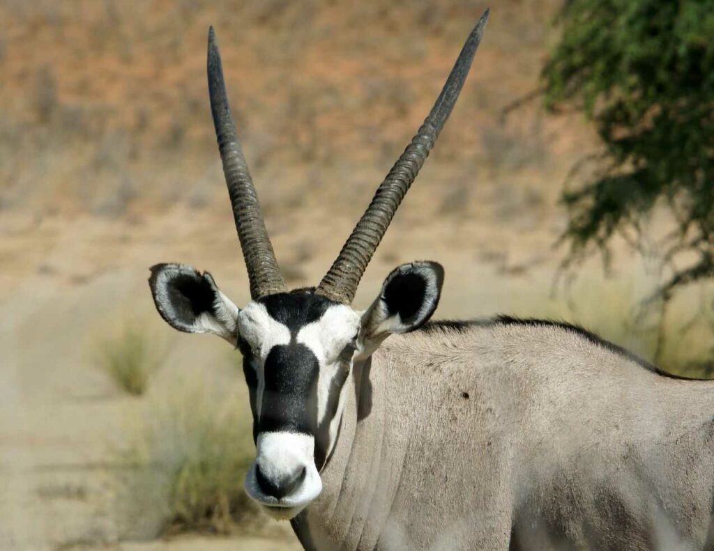 Gemsbok