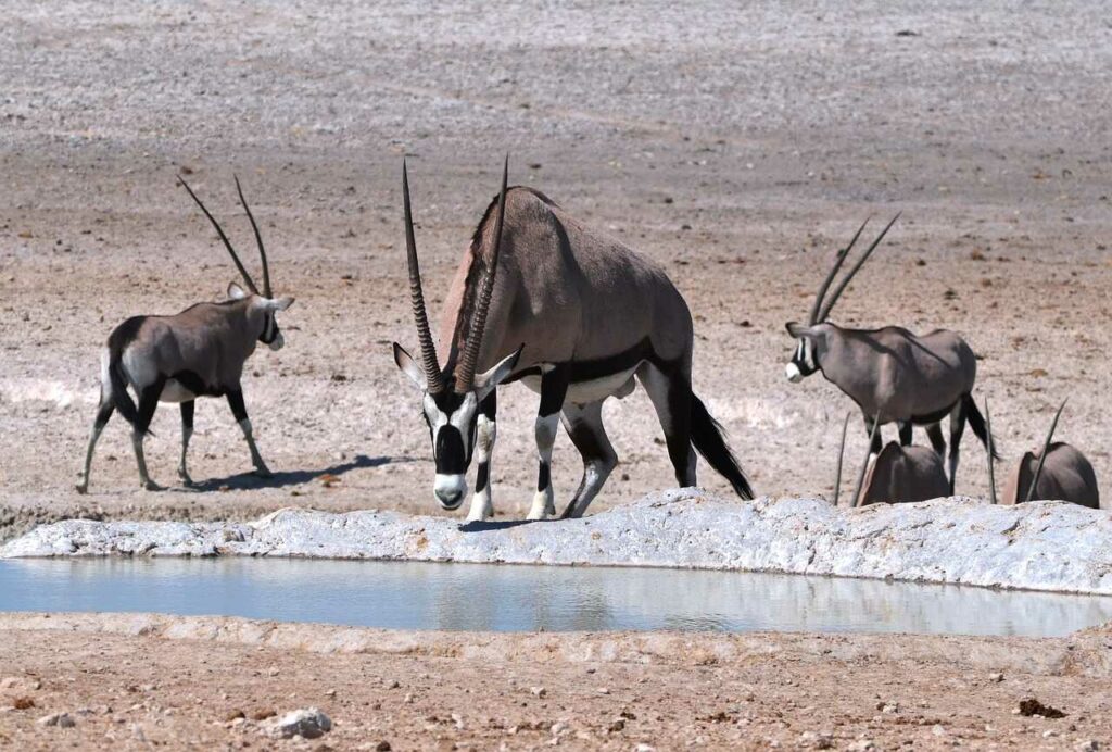 Gemsbok