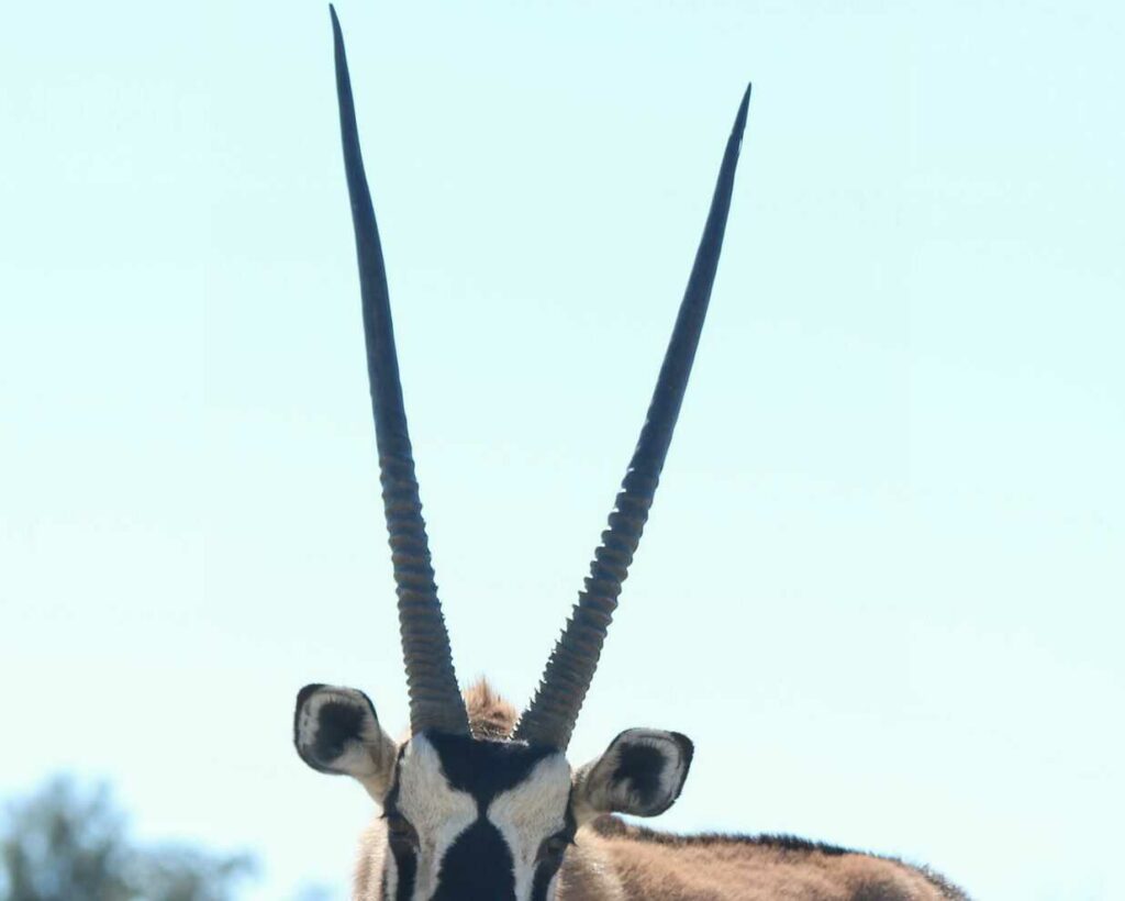 Gemsbok