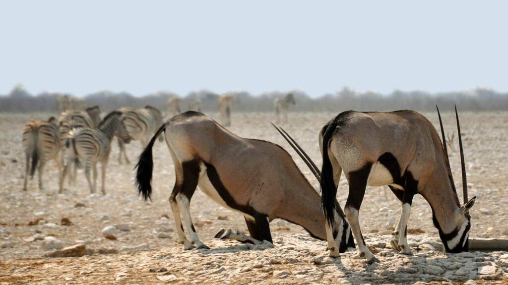 Gemsbok