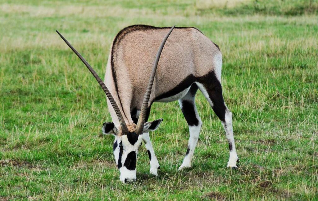 Gemsbok