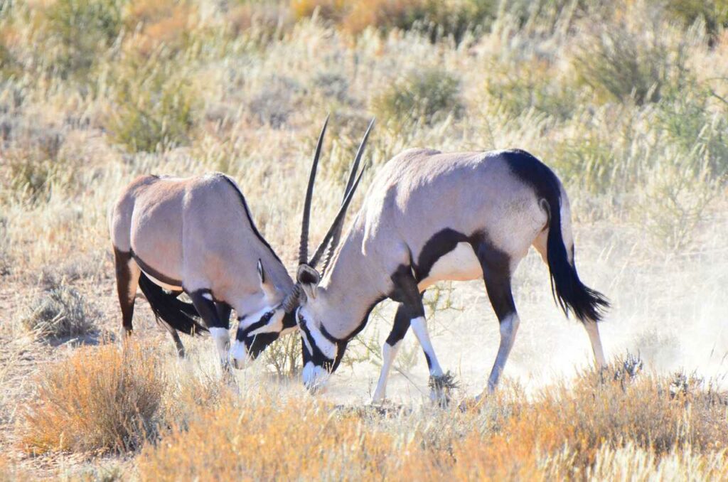 Gemsbok