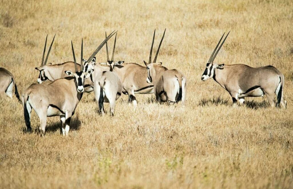 Gemsbok