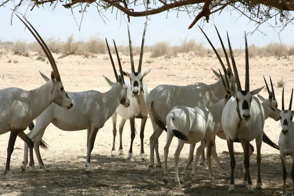 Gemsbok