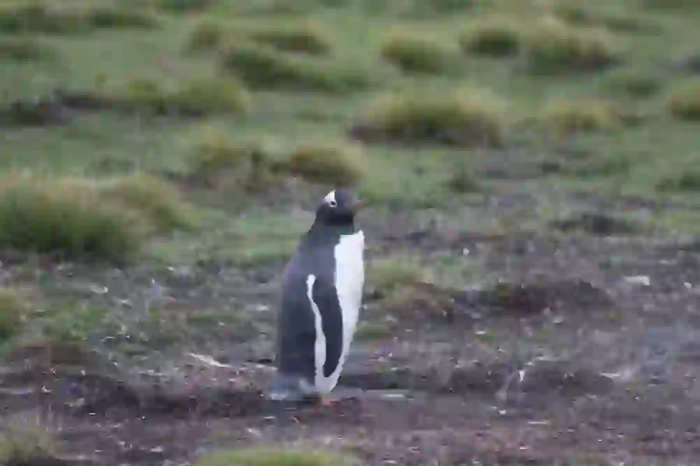 ジェンツーペンギン