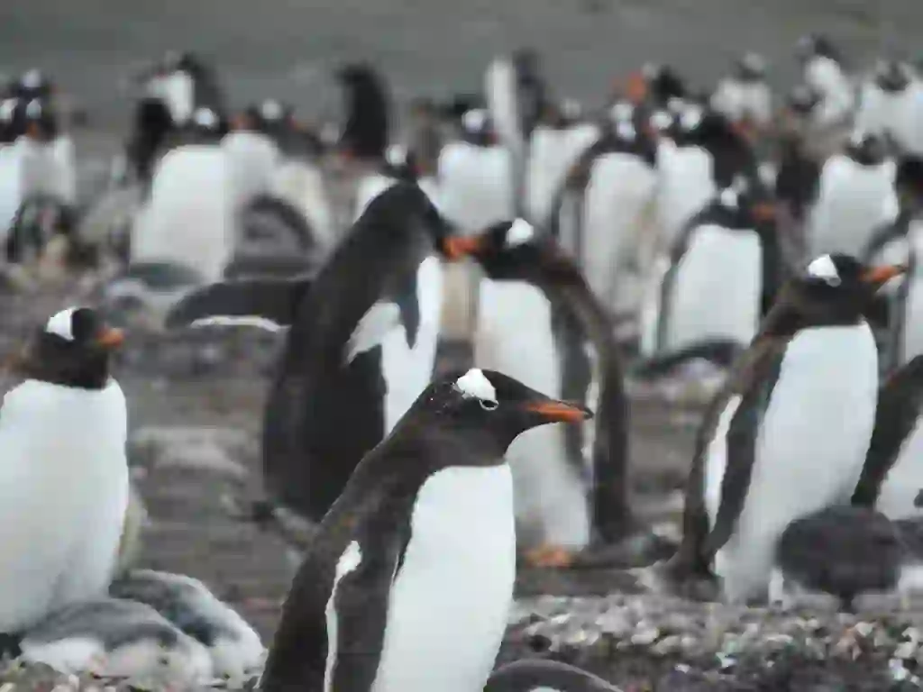 ジェンツーペンギン