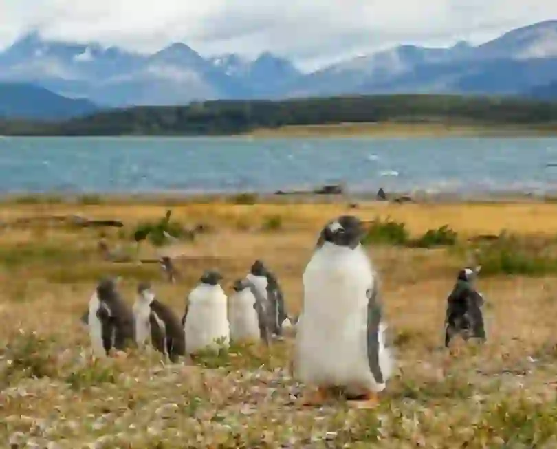 ジェンツーペンギン