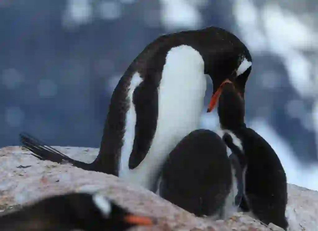 ジェンツーペンギン