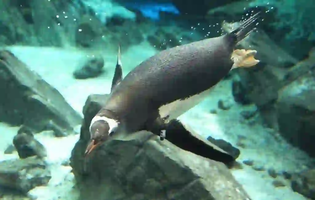 ジェンツーペンギン