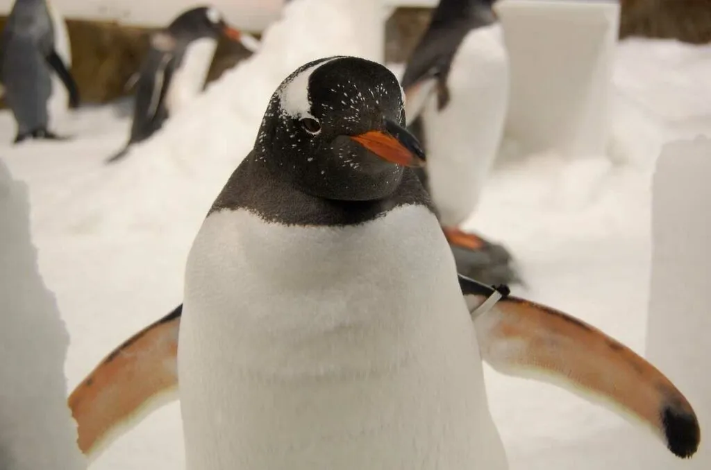 ジェンツーペンギン