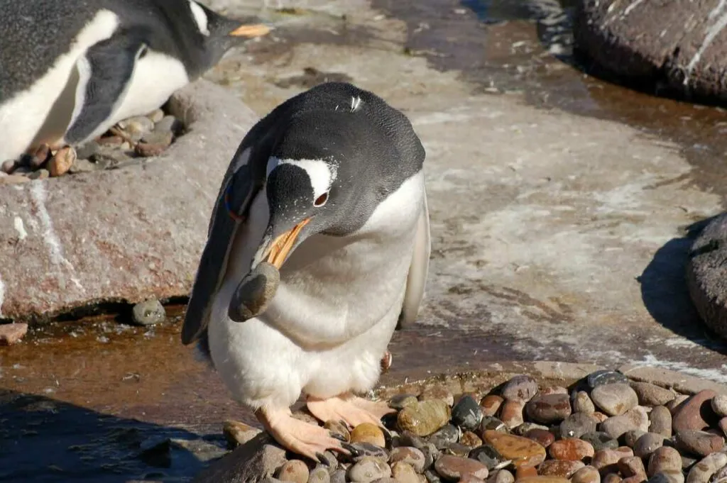 ジェンツーペンギン