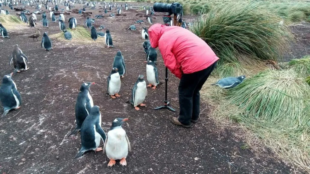 ジェンツーペンギン