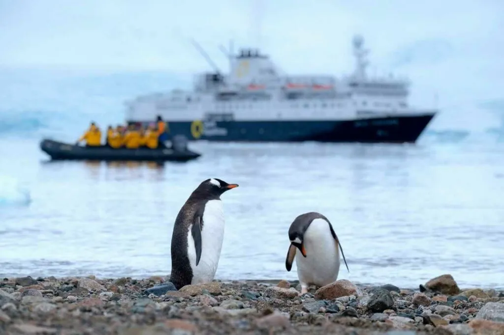 Gentoo Penguin