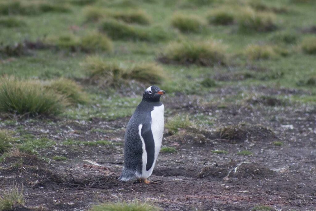 ジェンツーペンギン