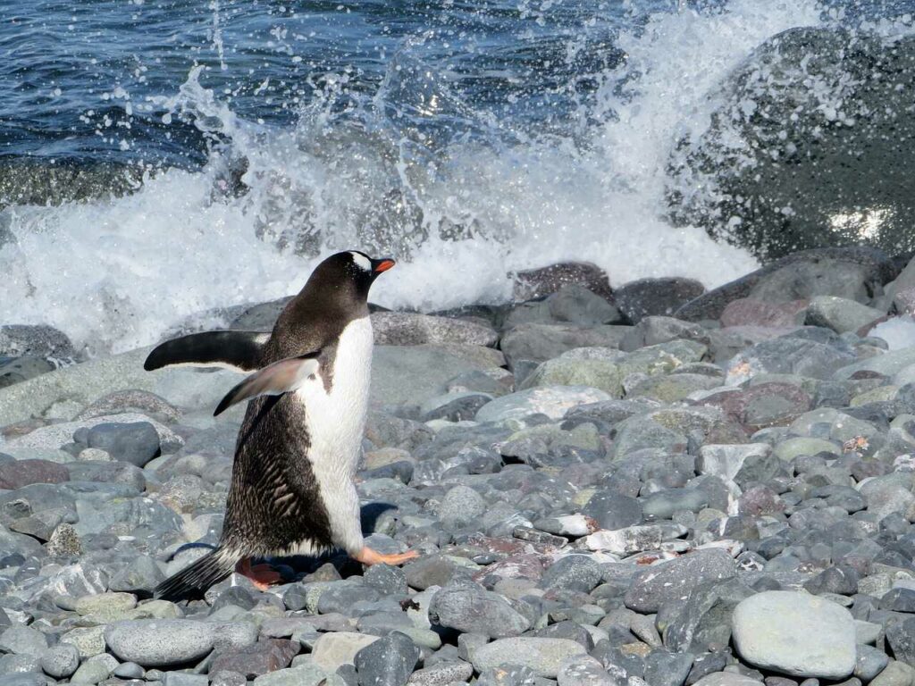 ジェンツーペンギン