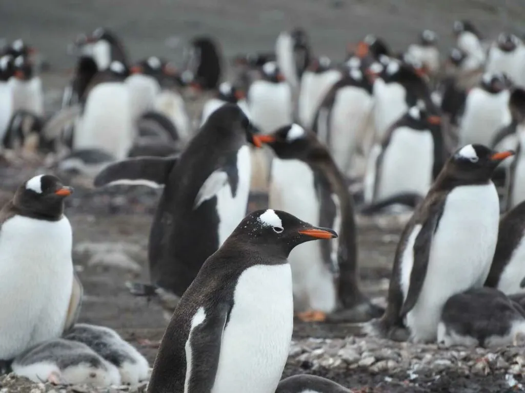 ジェンツーペンギン