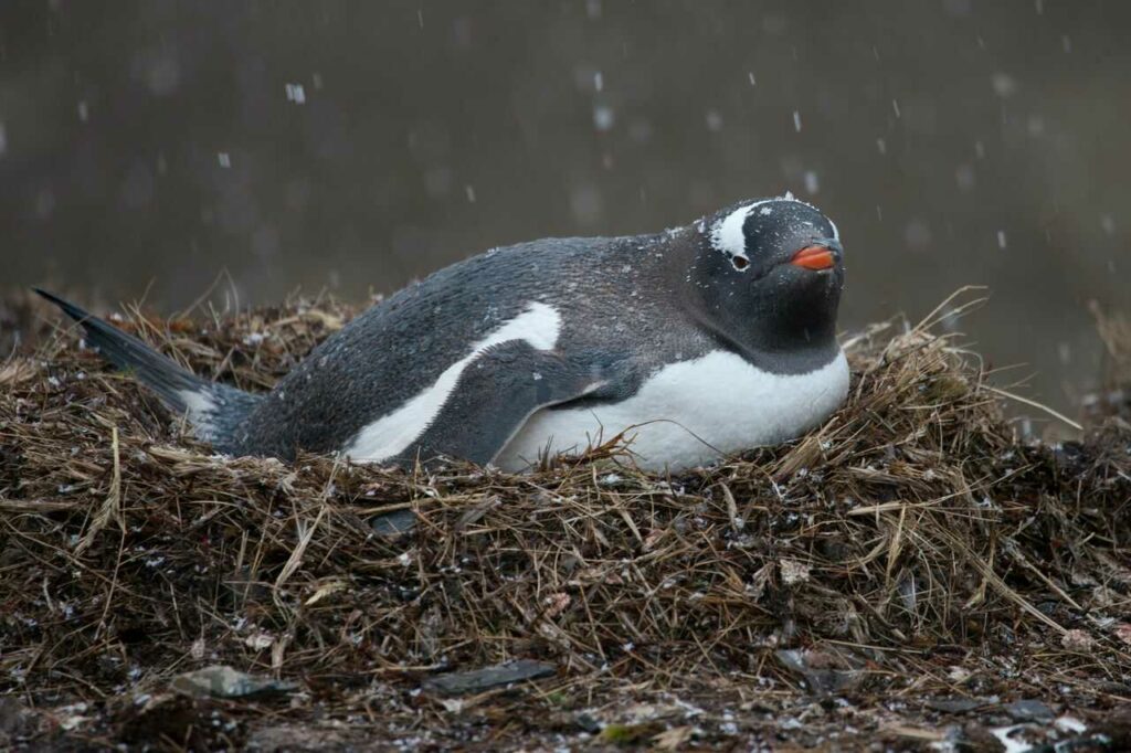 ジェンツーペンギン