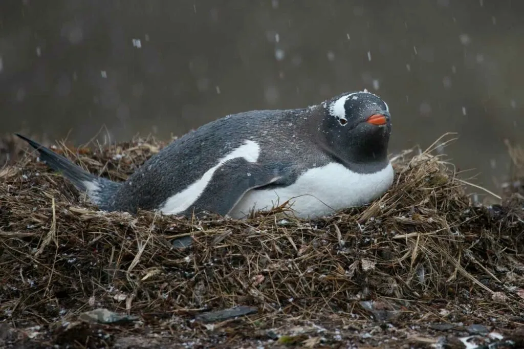 ジェンツーペンギン