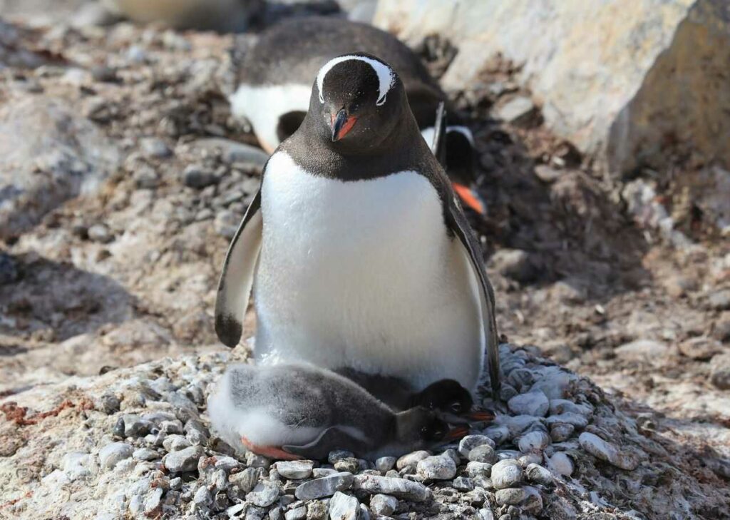 Gentoo Penguin