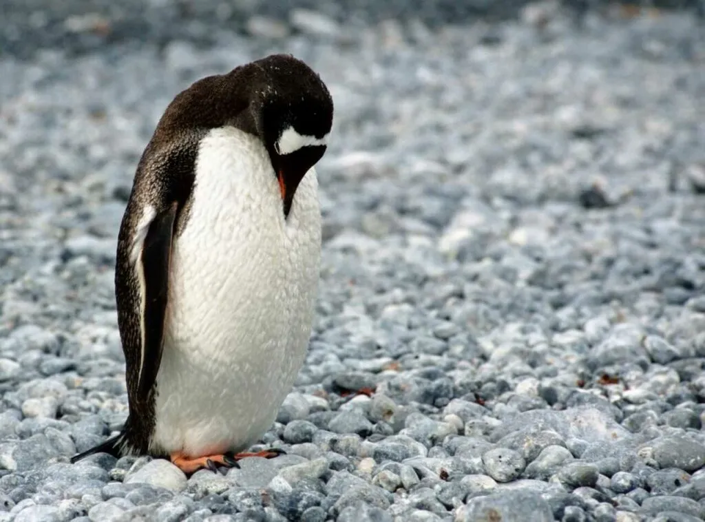 ジェンツーペンギン