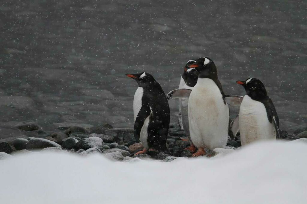 Gentoo Penguin