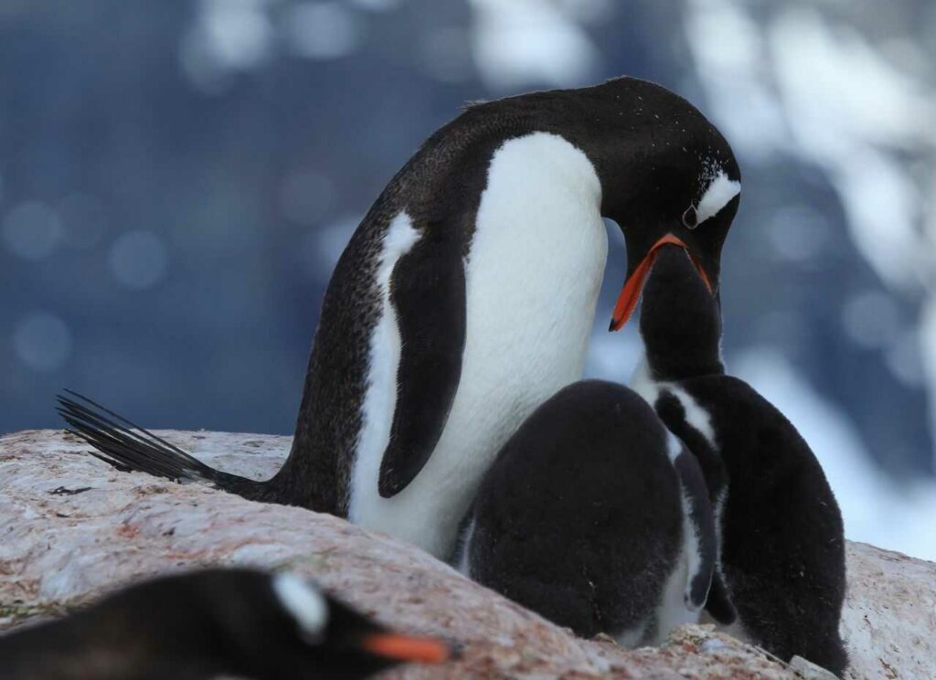 Gentoo Penguin