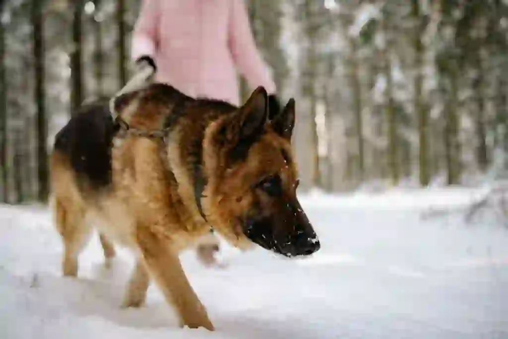 German Shepherd Dog