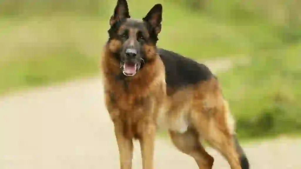 German Shepherd Dog