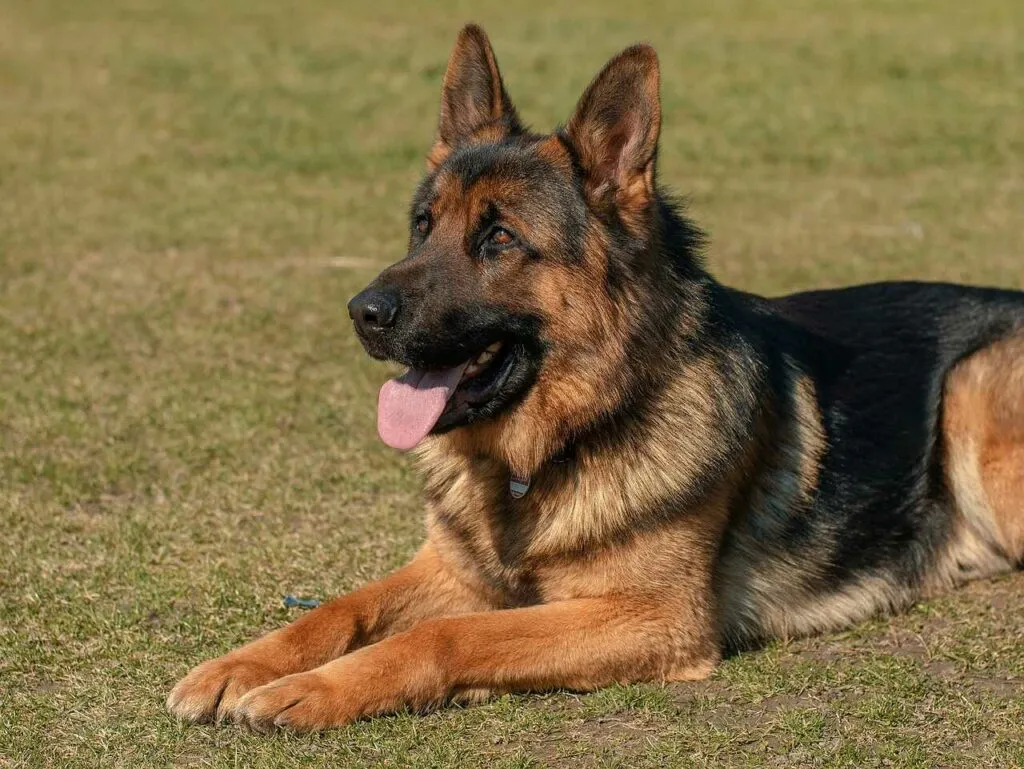 German Shepherd Dog