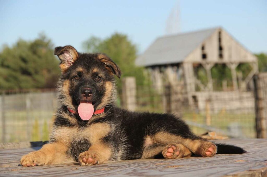 German Shepherd Dog