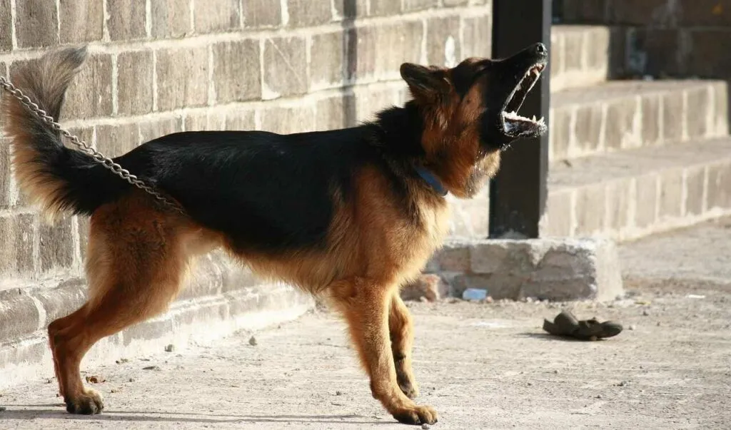 German Shepherd Dog