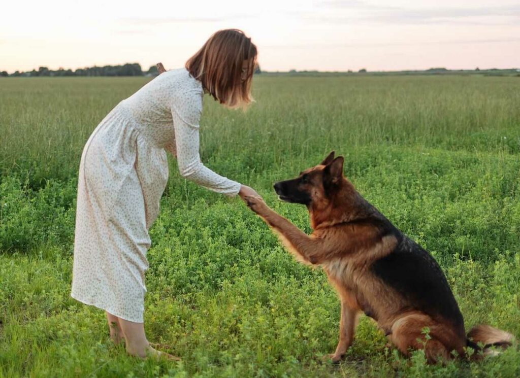 German Shepherd Dog