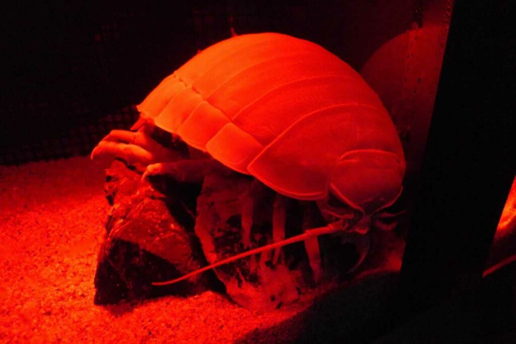 Giant Isopod