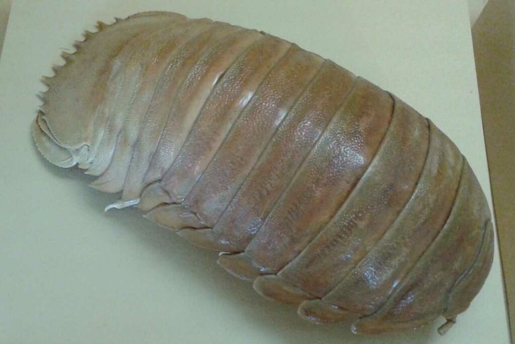 Giant Isopod