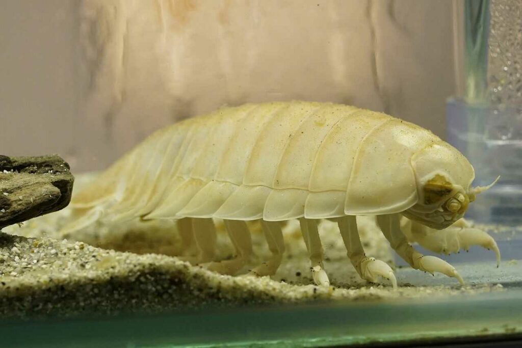 Giant Isopod