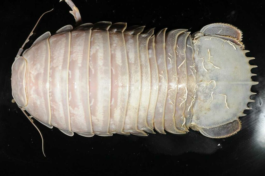 Giant Isopod