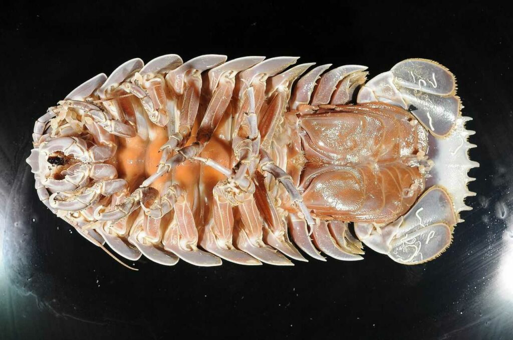 Giant Isopod