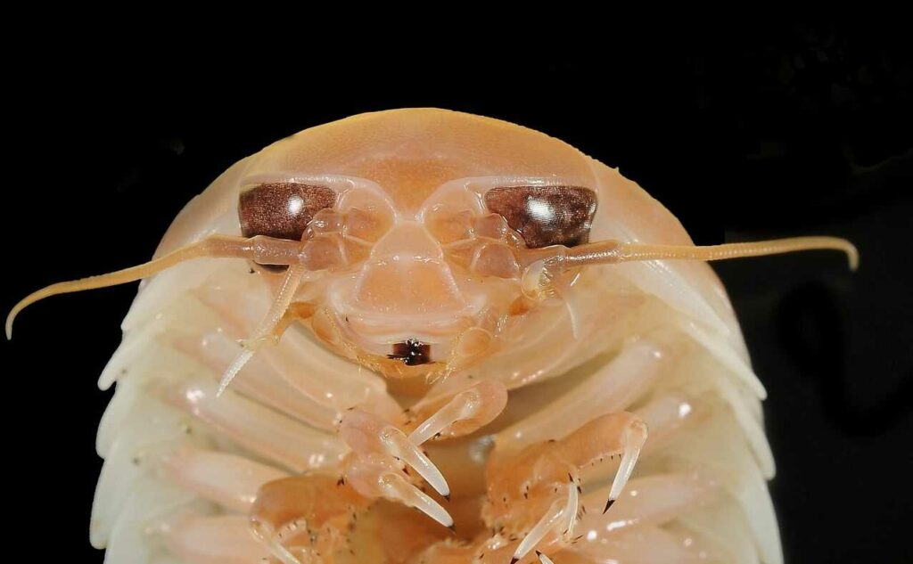 Giant Isopod