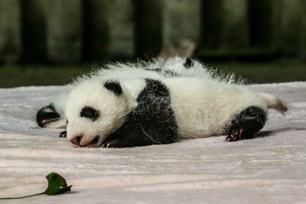 Giant Panda