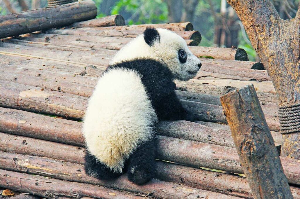 Giant Panda