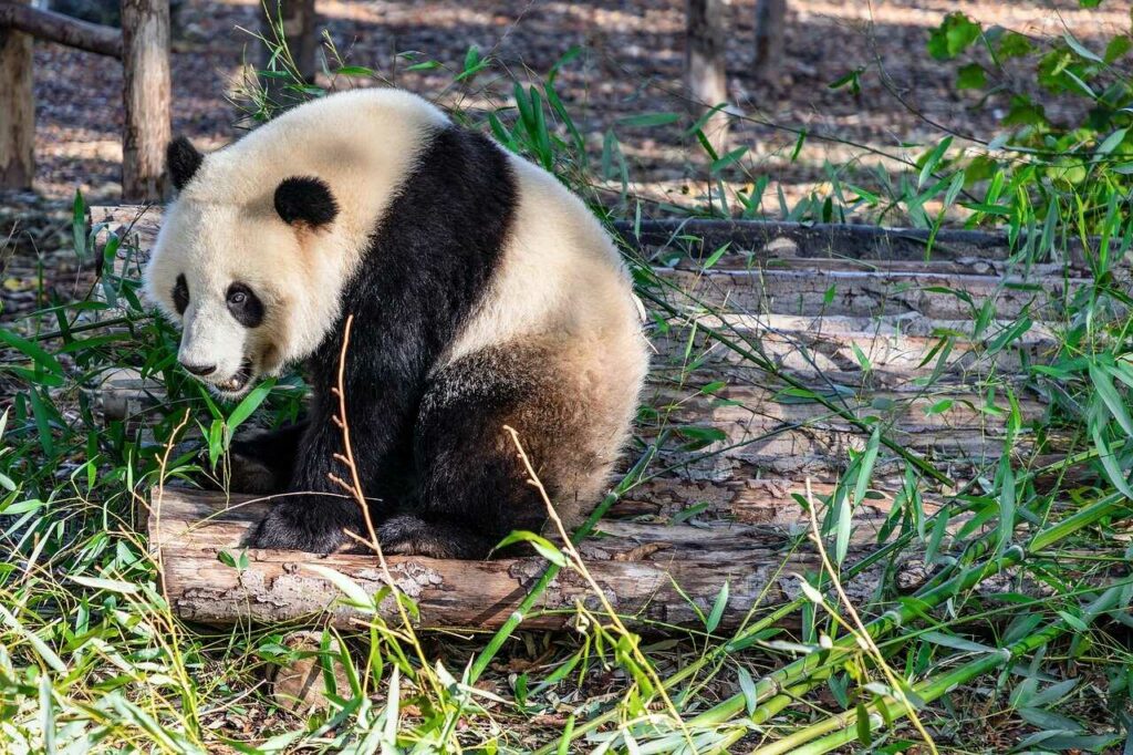 Giant Panda