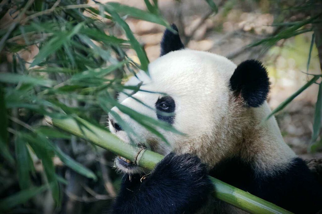 Giant Panda