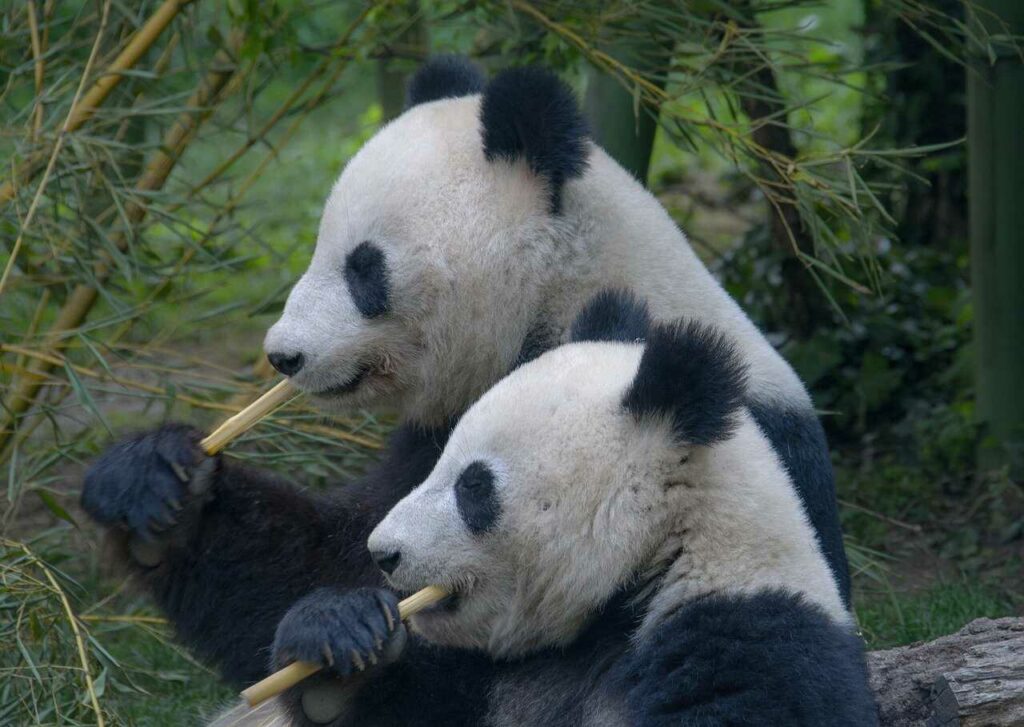 Giant Panda