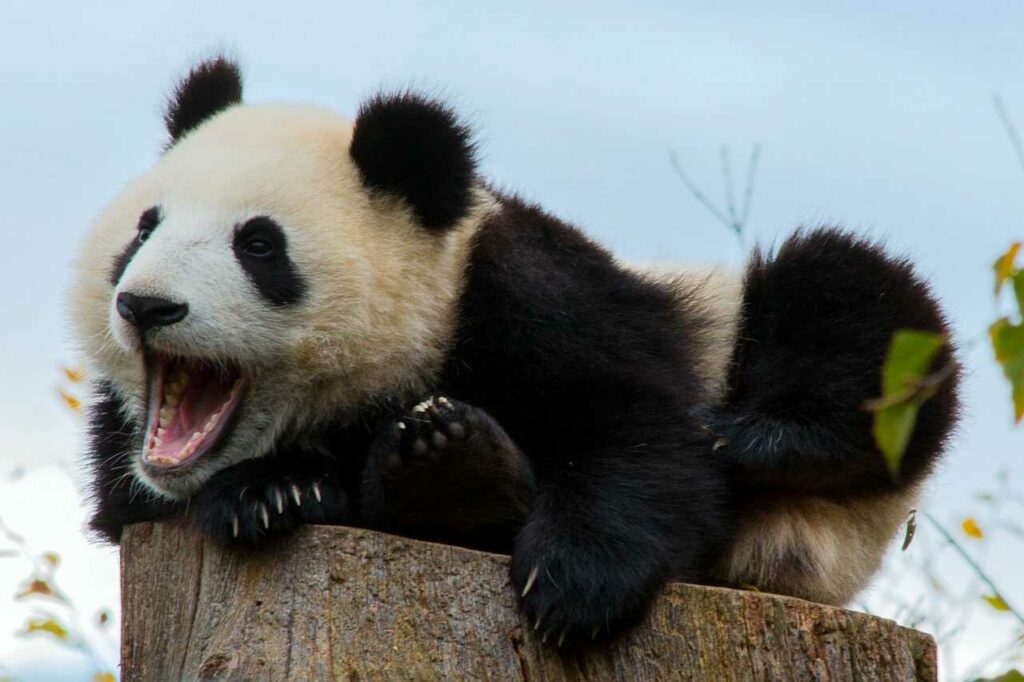 Giant Panda